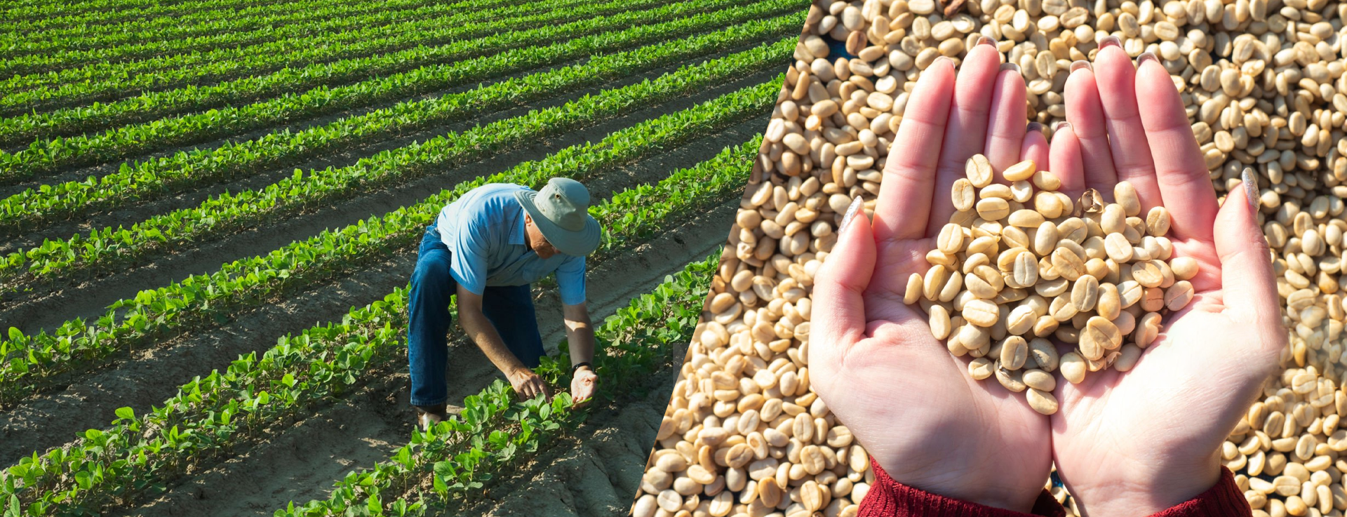 Rajma in Delhi, Rajma in India, Rajma Manufacturers