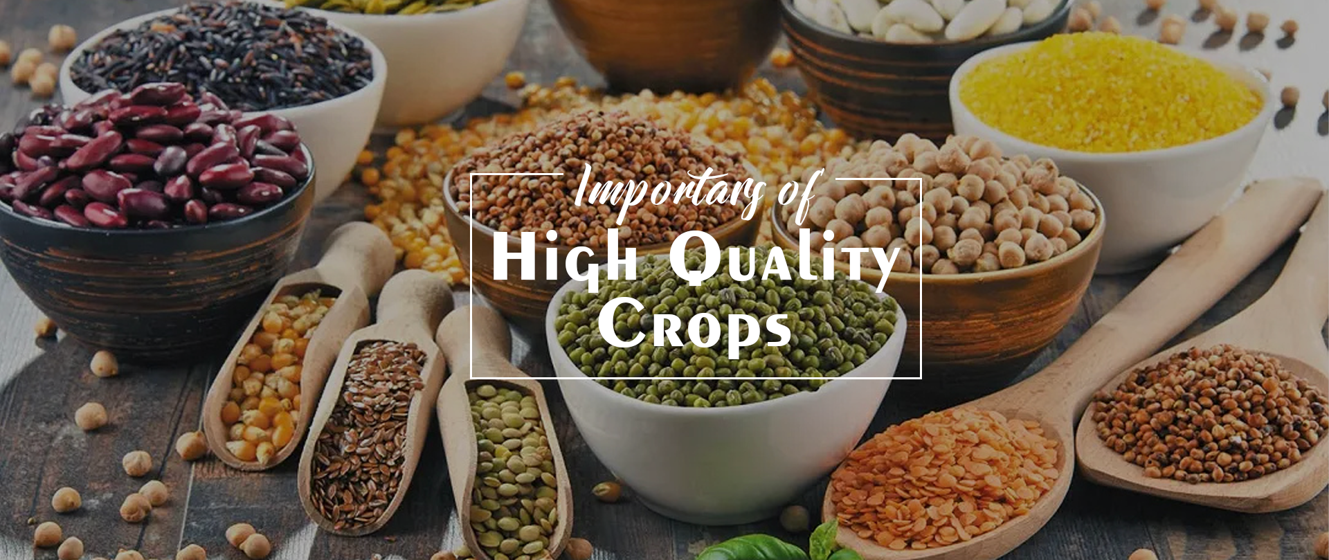 Pulses Suppliers, Pulses Suppliers in Delhi