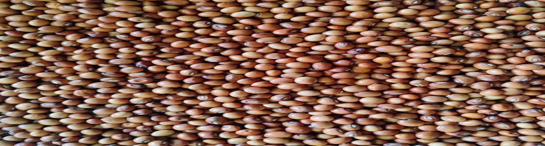 Pulses Importers