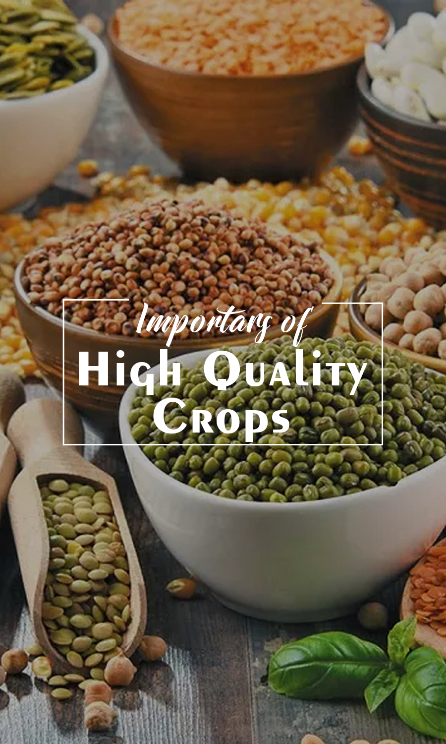 Pulses Suppliers, Pulses Suppliers in Delhi